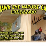BirdhouseSpyCam-Hawk-Eye-Wireless-Spy-Camera-BCAMHEW-0
