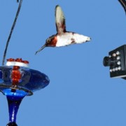 Hawk-Eye-High-Definition-Nature-Cam-Bird-Watching-Spy-Video-Camera-0